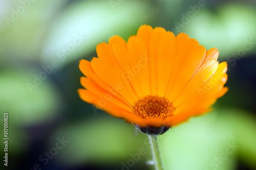 Close up shot of a daisy flower