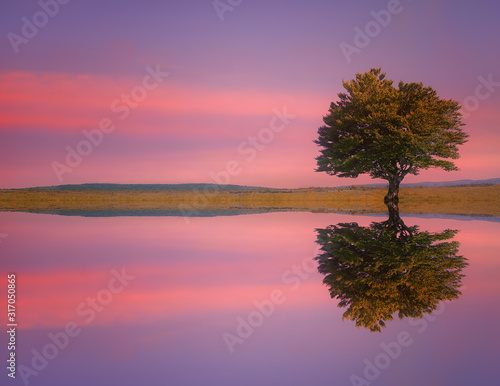 lonely tree on meadow with lake water reflections at sunset