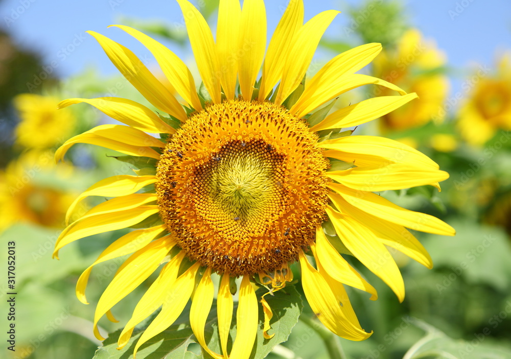 Beautiful landscape with sunflower field. Beautiful landscape with sunflower field.