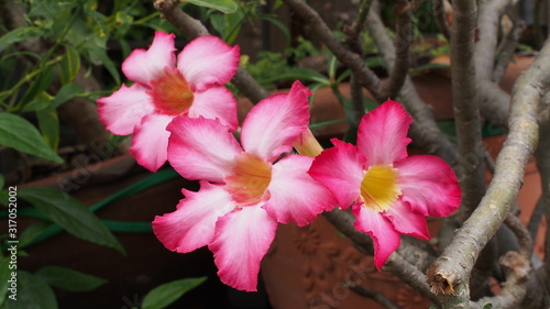 Desert rose, Mock Azalea, Pinkbignonia, Impala lily in Thailand 