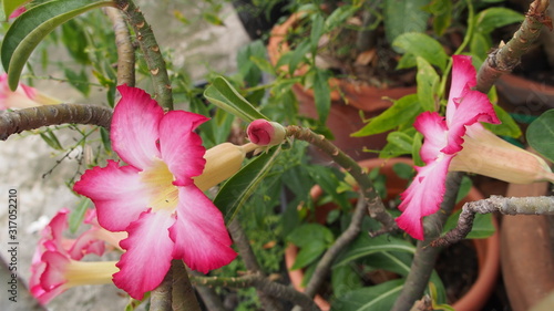 Desert rose, Mock Azalea, Pinkbignonia, Impala lily in Thailand  photo