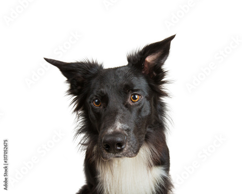 Close up portrait of adorable purebred Border Collie looking away curious isolated on white background with copy space. Funny black and white dog attentive glance.