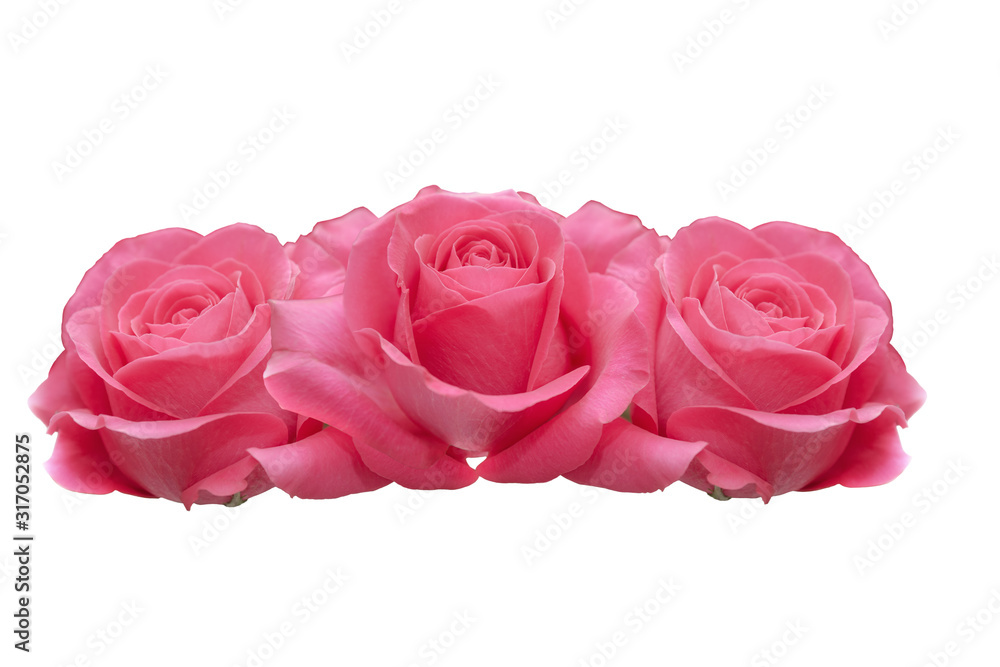 Three pink roses Three pink roses