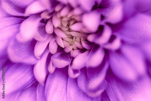 Abstract floral background  purple chrysanthemum flower. Macro flowers backdrop for holiday brand design