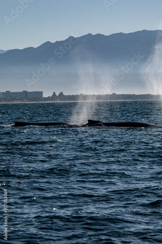 Humpback whales swimming off the coast of Puerto Vallarta, Mexico.  
