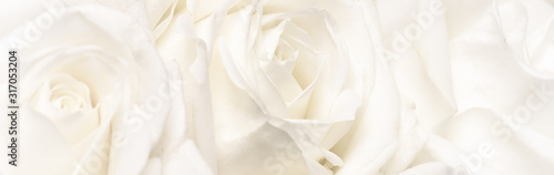Canvas Print Botanical concept, wedding invitation card - Soft focus, abstract floral background, white rose flower
