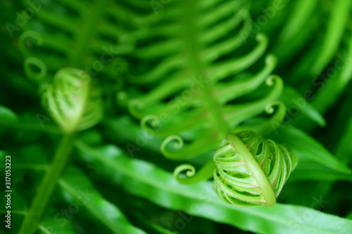 Closeup Unfolding Young Fern Leaf with Selective Focus