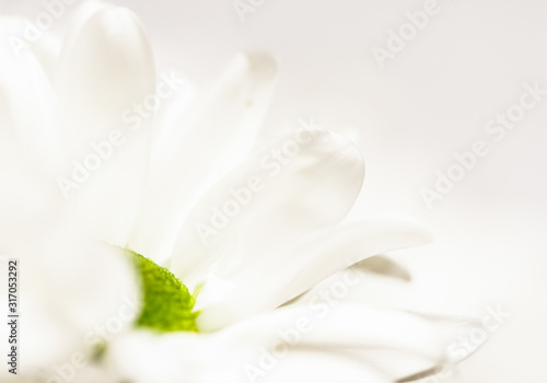 Abstract floral background, white chrysanthemum flower petals. Macro flowers backdrop for holiday brand design