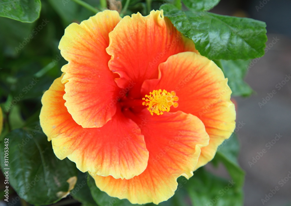 Fresh hibiscus yellow flower in garden. Fresh hibiscus yellow flower in garden.