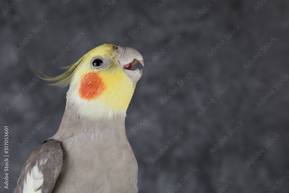 ms.cockatiel様 確認用 物心ついた時には奇行種 #オカメインコ 