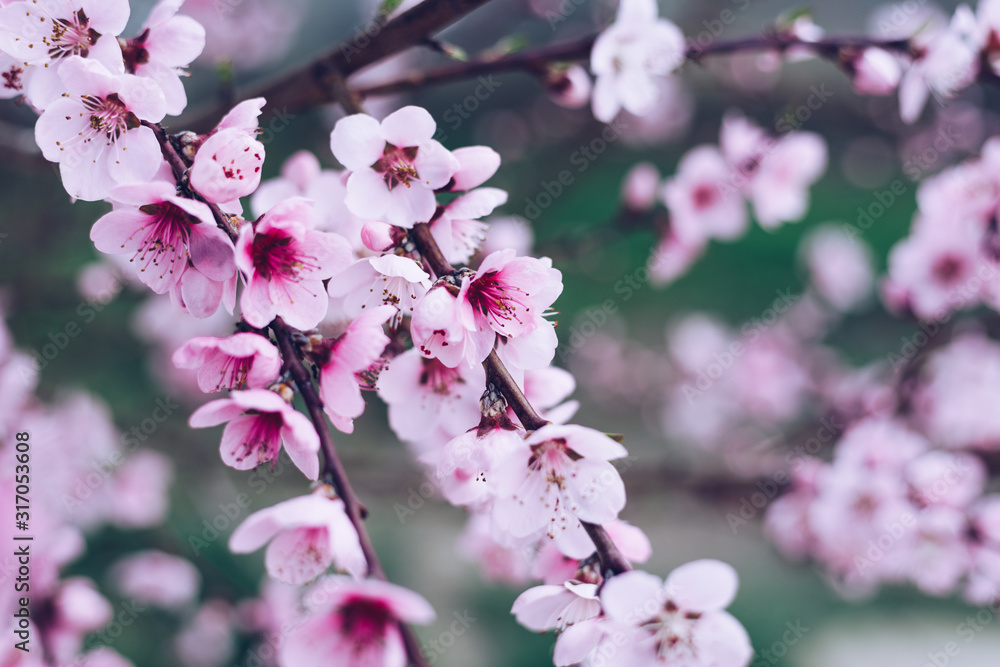 Spring border or background art with pink blossom. Beautiful nature scene with blooming tree and sun flare. Easter Sunny day. Spring flowers. Beautiful Orchard Abstract blurred background. Springtime. Spring border or background art with pink blossom. Beautiful nature scene with blooming tree and sun flare. Easter Sunny day. Spring flowers. Beautiful Orchard Abstract blurred background. Springtime.
