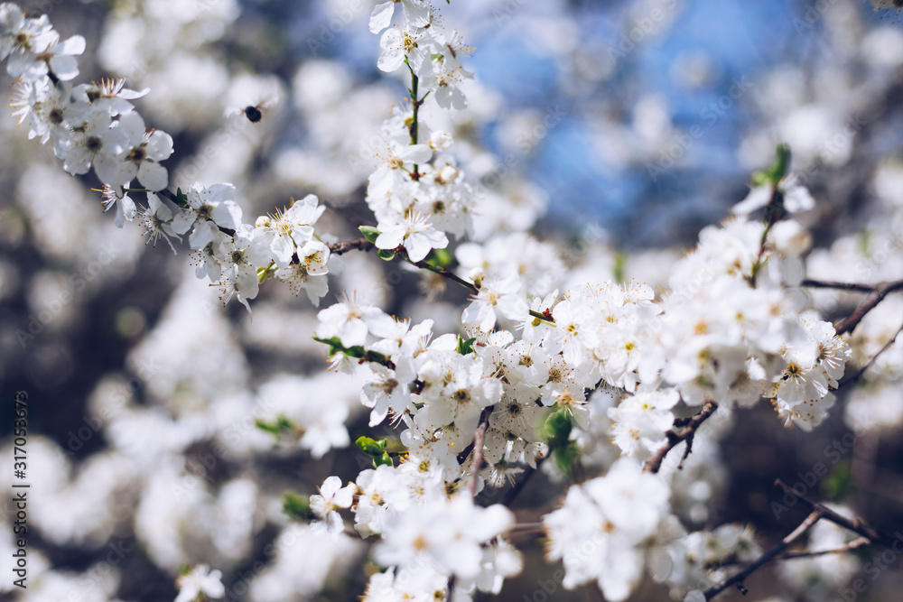 Spring border or background art with pink blossom. Beautiful nature scene with blooming tree and sun flare. Easter Sunny day. Spring flowers. Beautiful Orchard Abstract blurred background. Springtime. Spring border or background art with pink blossom. Beautiful nature scene with blooming tree and sun flare. Easter Sunny day. Spring flowers. Beautiful Orchard Abstract blurred background. Springtime.