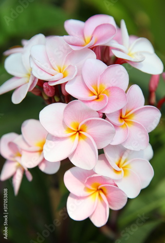 Branch of tropical flowers frangipani (plumeria) 