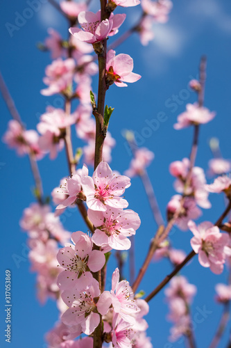 Spring border or background art with pink blossom. Beautiful nature scene with blooming tree and sun flare. Easter Sunny day. Spring flowers. Beautiful Orchard Abstract blurred background. Springtime.