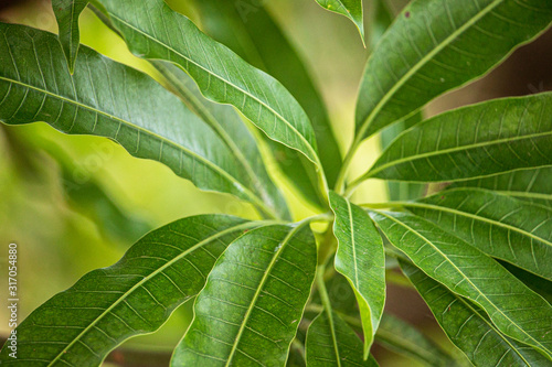 Mango tree leaf nature textures 