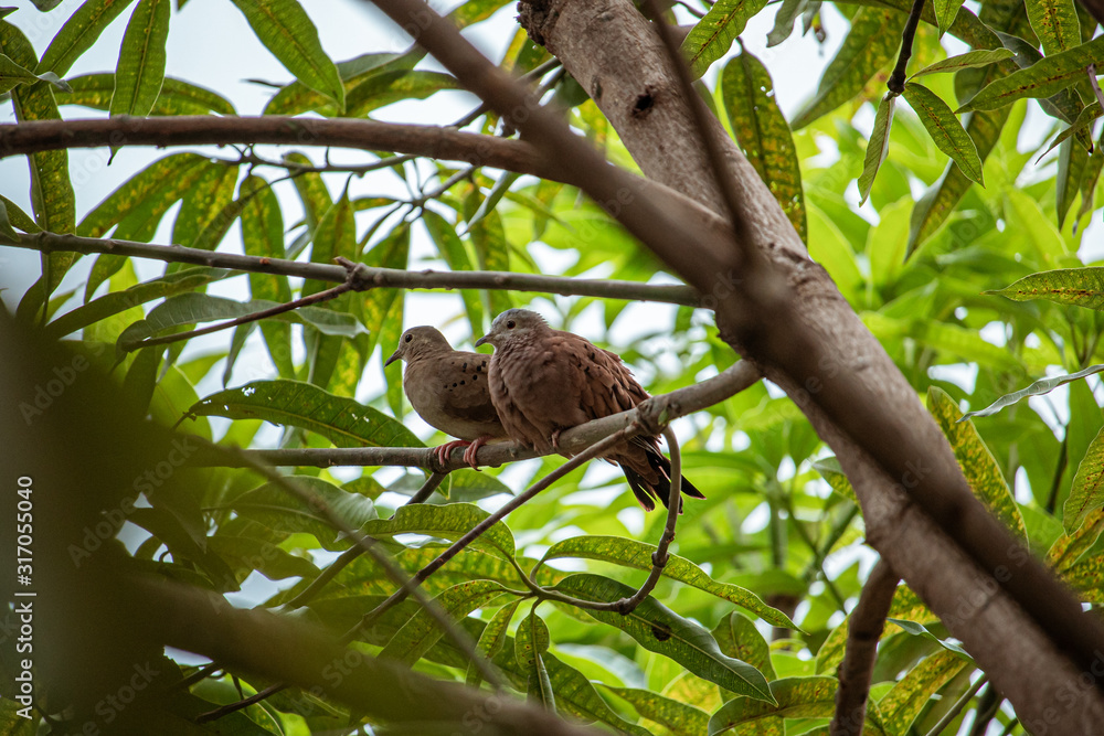 Fototapeta premium Couple of doves dating on the tree