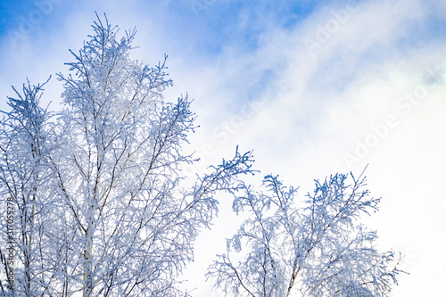 Snow-covered birch trees in other. View from front.