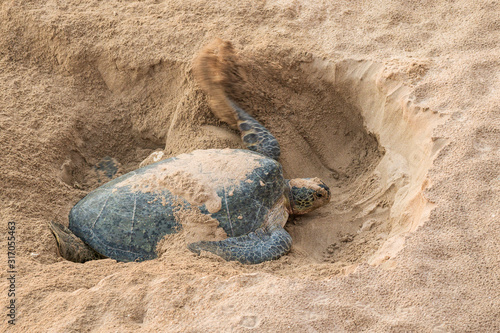 Green Back Turtle nesting in sand at Ras al Jinz beach photo