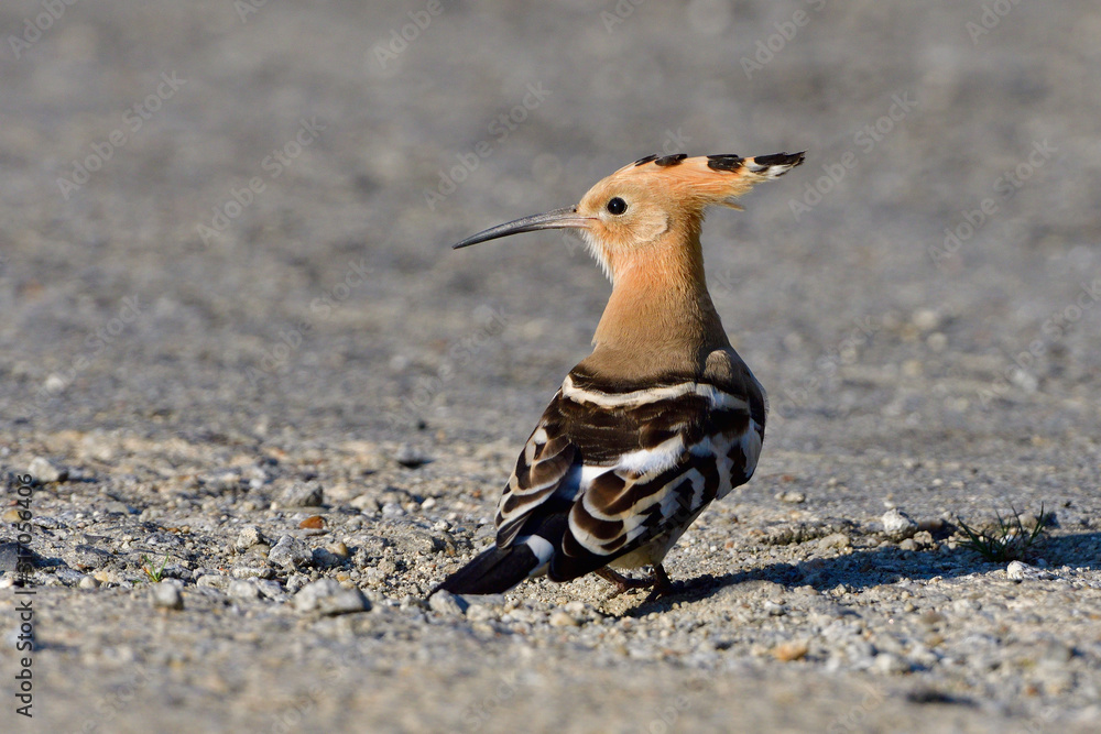 Wiedehopf in urbaner Umgebung