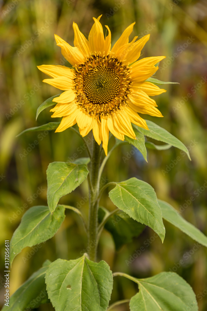Obraz premium field of blooming sunflowers on a background sunset
