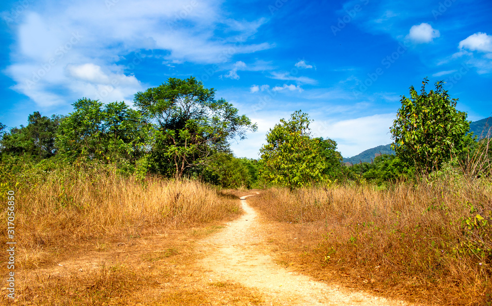 Golden grassland and blue sky Golden grassland and blue sky