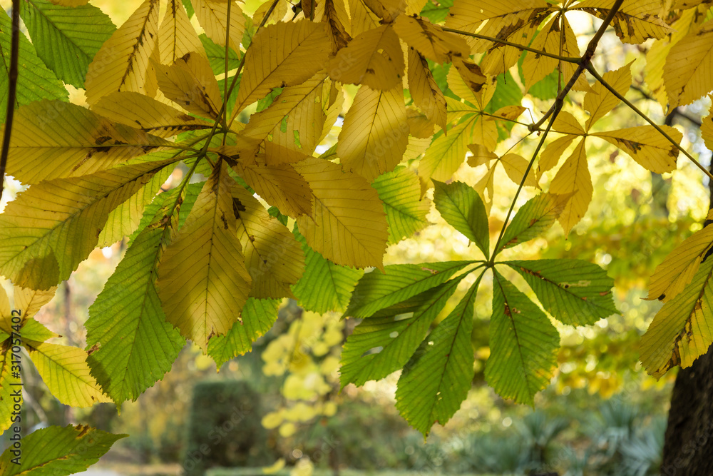 Conkers on Horse Chestnut Tree - Aesculus hippocastanum Stock Photo ...