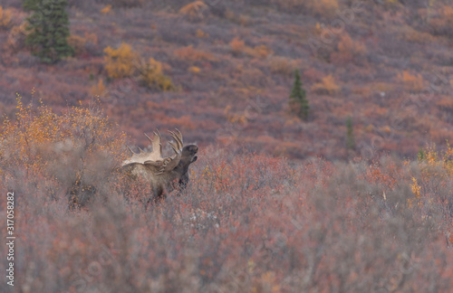 Alaska Yukon Bull Moose in Fall in Denali National Park © natureguy