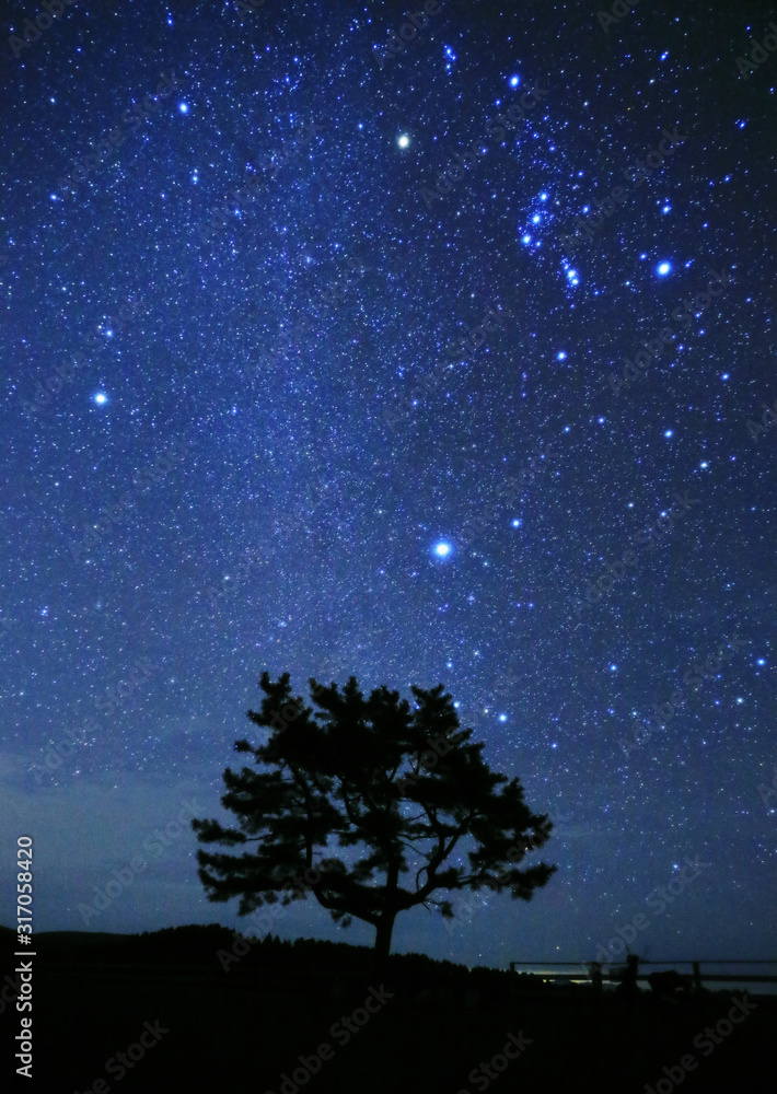 冬の星座と木 冬の大三角 冬の星座と木 冬の大三角