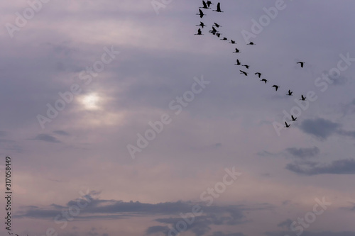 Sandhill cranes flying in the air