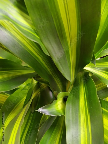  Light green with yellow stripes light dracaena leaves. Background texture