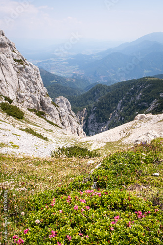 View from mountain Hochobir with red flowers to valley Jauntal