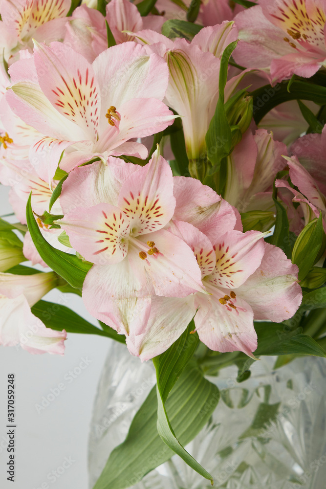 Pink flower blooming with water drops-close-up Photo details spring time. Valentine's day