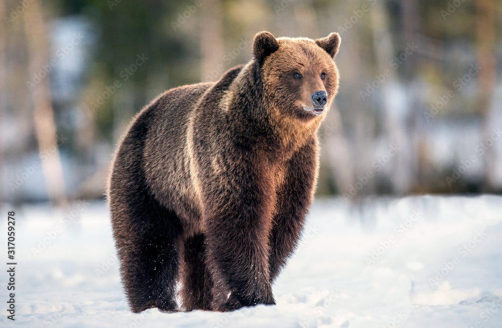 Obraz premium Wild adult brown bear walking in the snow. Sunset in winter forest. Brown bear, scientific name: Ursus arctos arctos. Winter season. Natural Habitat.