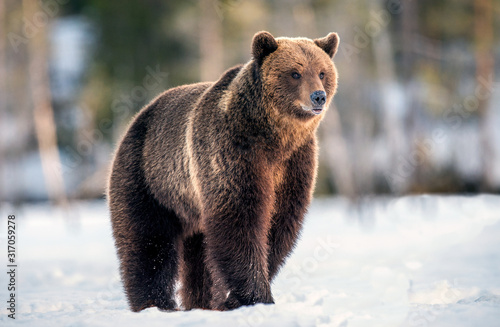 Wild adult brown bear walking in the snow. Sunset in winter forest. Brown bear, scientific name: Ursus arctos arctos. Winter season. Natural Habitat.