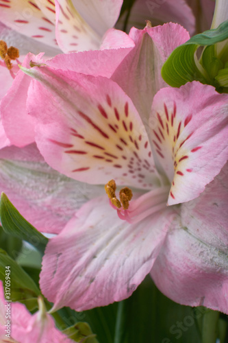 Pink flower blooming with water drops-close-up Photo details spring time. Valentine s day