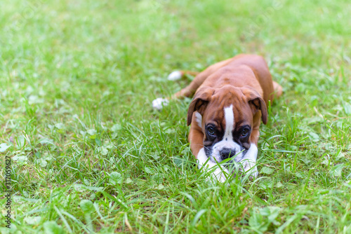 Dog breed boxer puppy laying in the grass on a sunny summer day and nibbles a stick © lusyaya