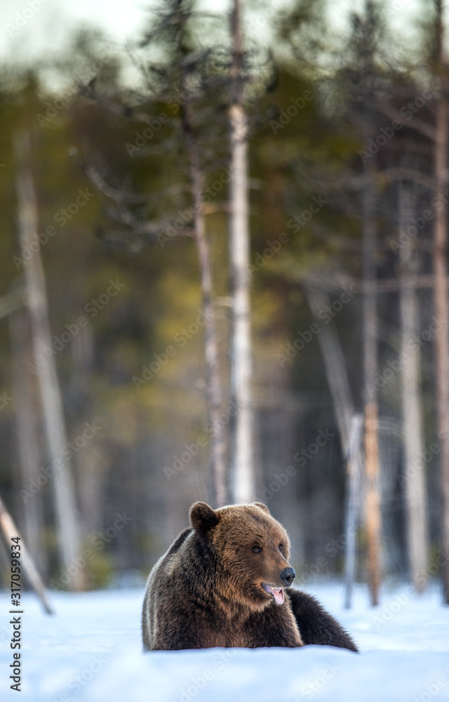 Bear sits in the snow. Brown bear in winter forest. Scientific name: Ursus Arctos. Natural Habitat.