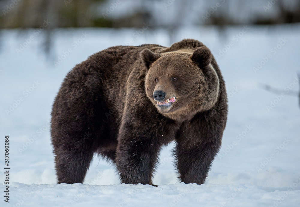 Wild Adult Brown bear in winter forest in evening twilight. Scientific name: Ursus Arctos. Natural Habitat. Wild Adult Brown bear in winter forest in evening twilight. Scientific name: Ursus Arctos. Natural Habitat.