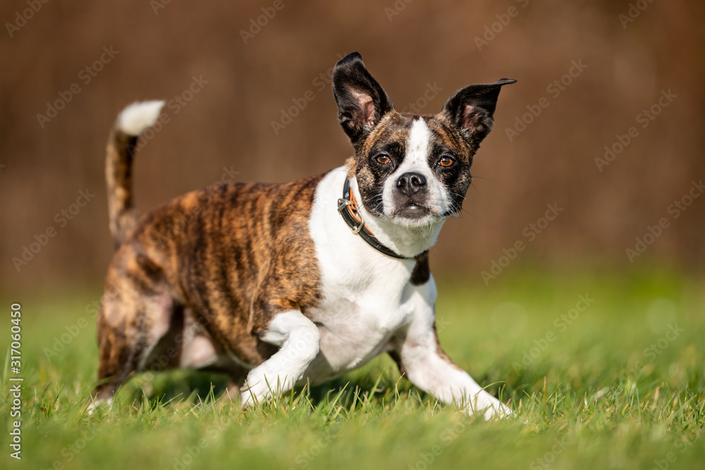  portrait of a beautiful dog