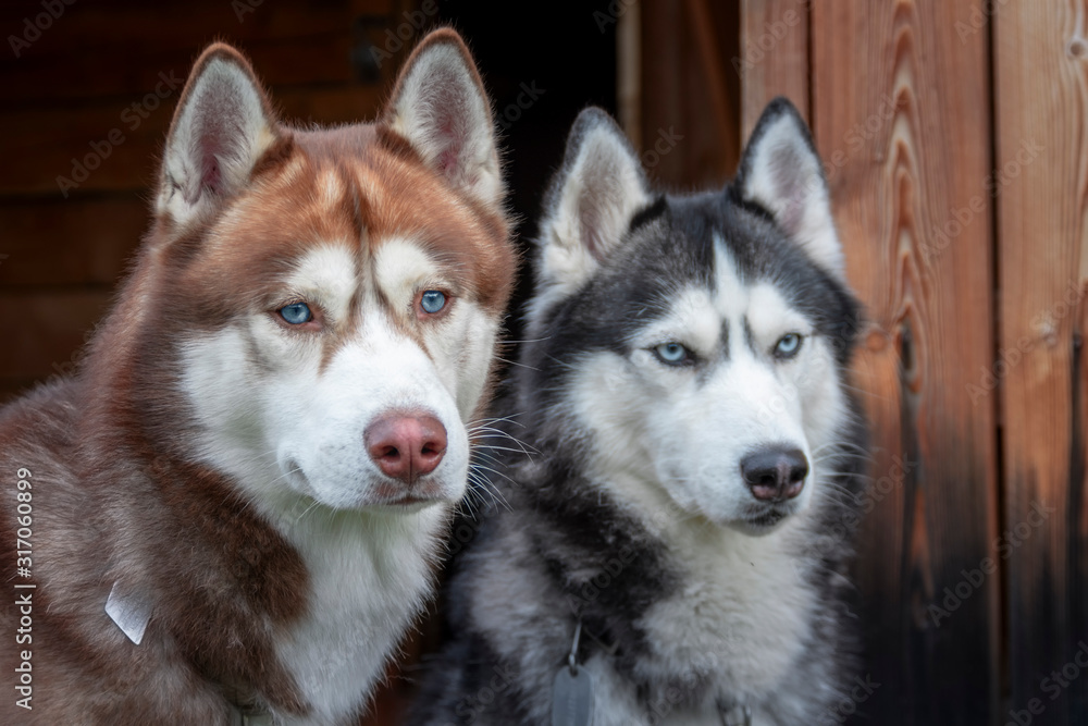 Portrait two Siberian husky dogs against rural wooden background. Blue-eyed husky dogs look to the side, front view. Portrait two Siberian husky dogs against rural wooden background. Blue-eyed husky dogs look to the side, front view.