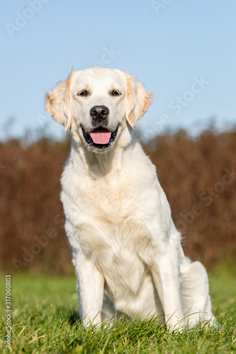  portrait of a beautiful dog