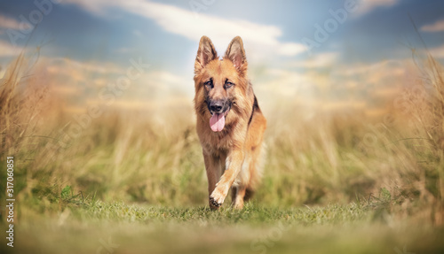 Photography portrait of a beautiful dog