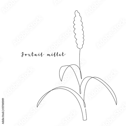 Continuous line foxtail millet, grain crop. Vector line art. Perfect for logo, packaging design, icon
