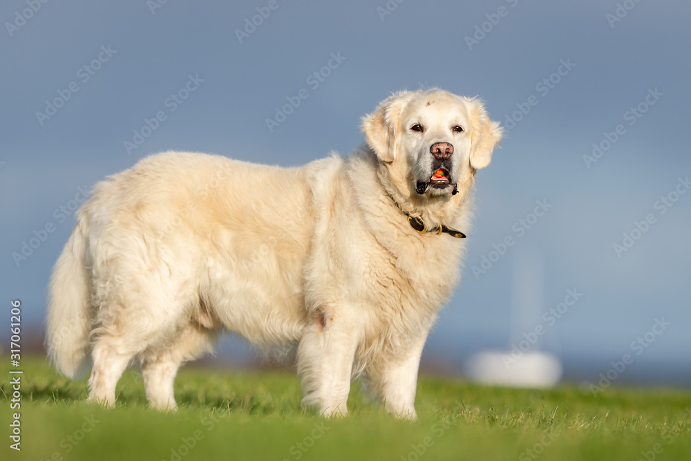  portrait of a beautiful dog