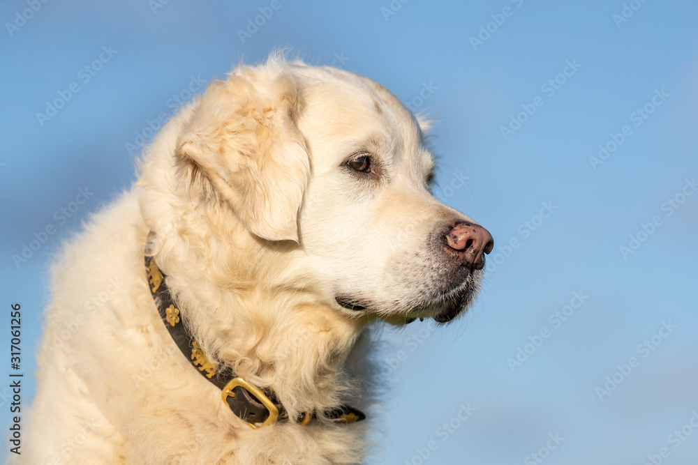  portrait of a beautiful dog