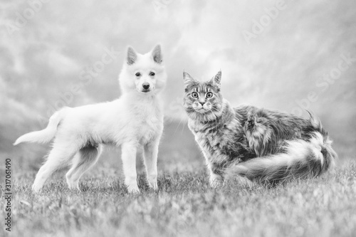 Photography portrait of a beautiful dog and cat