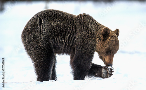 Bear sniffing paw. Wild adult Brown bear in the snow in winter forest. Scientific name: Ursus arctos. Natural habitat. Winter season