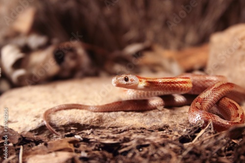 The corn snake (Pantherophis guttatus or Elaphe guttata) is lying on the stone, dry grass and dry leaves round.