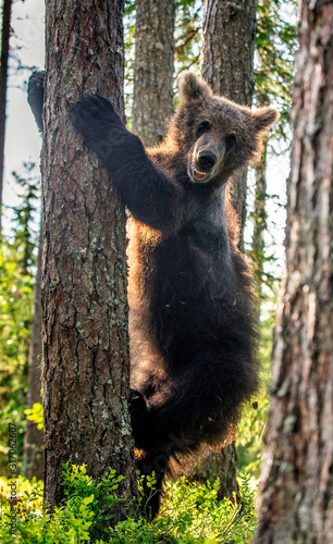 Little bear climbs a tree. Cub of Brown Bear in the summer pine forest. Natural habitat. Scientific name: Ursus arctos.