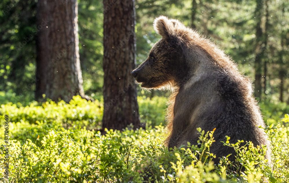 Cub of Brown Bear sit in green grass the summer forest. Backlit brown bear cub. Bear Cub against a sun. Brown bear in back light. Scientific name: Ursus arctos Cub of Brown Bear sit in green grass the summer forest. Backlit brown bear cub. Bear Cub against a sun. Brown bear in back light. Scientific name: Ursus arctos